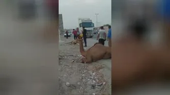 تصادف شتر با پژو