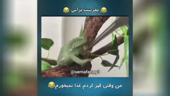 وقتی قهریم غذا نمی خوریم