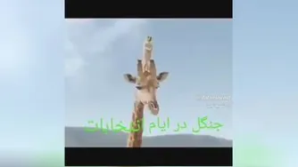 جنگل در ایام انتخابات