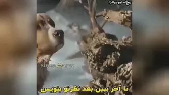 وفای سگ