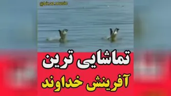 تماشایی ترین آفرینش خداوند