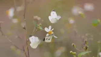 آیا ما خودمان زندگی خود را خلق میکنیم