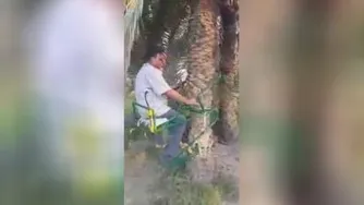 راهکاری برای چیدن خرما