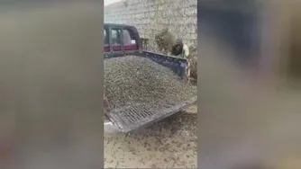 شهری از ملخ ها