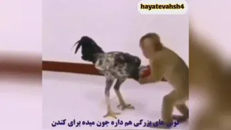 کشتی جالب میمون با خروس لاری