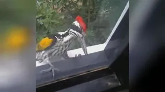 دوبله طنز خیلی عالی/وقتی چکت برگشت می خوره🤣