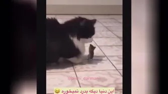 کلیپ خیلی جالب از دوتا گربه و موش بازیگوش