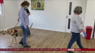 سگهایی که بوی کرونا و افراد مبتلا به کرونا را در کمتر از 5 ثانیه تشخیص می دهند!