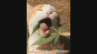 سر شاخ شدن پسر بچه با گوساله🤣🤣🤣حتما ببینید!