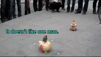 گنجشکی که سکه ها را جمع کرده و تو قلک می اندازد!