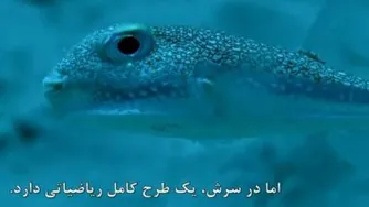 هنرمند ترین موجود زنده