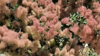 کاهش 50 درجه ای دما تو سط یک بوته گیاهی !!
