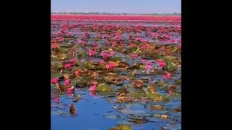 نیلوفرآبی