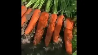 برداشت هویج