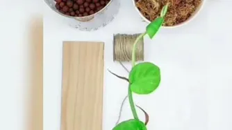 تکثیرپتوس ابلق