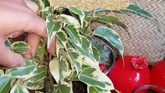 تکثیربنجامین