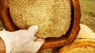 تولید و برداشت کندو دستساز