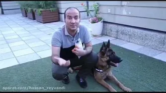 سگ ریاضی دان