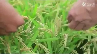 کاشت برنج با اب دریا