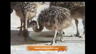 تولید و پرورش شتر مرغ