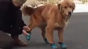 نمره پای سگگگ🤣