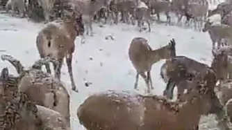 کوه شیدا استان چهارمحال و بختیاری