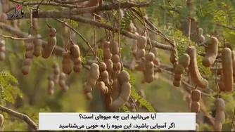 پرورش تمر هندی