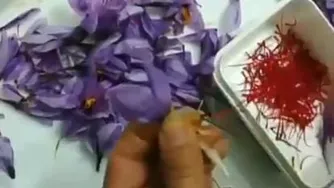 روش درست پاک کردن زعفران