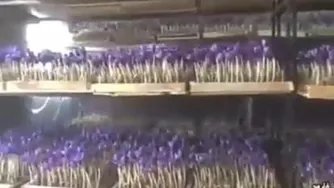 پرورش زعفران گلخانه ای