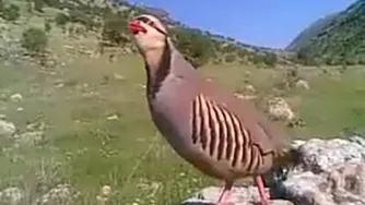 انگیزشی