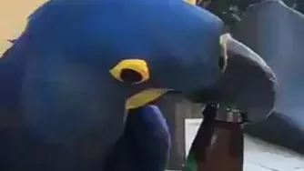 طوطی هنرمند😱😲