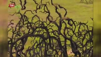 نگهبانان شیر دل | اونو و تخم پرنده