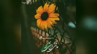 #هوا هوای عشقه 😌♥️ #راغب جدید❤️❤️