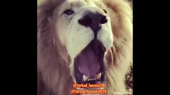 سلطان گرسنه (کلیپ طنز خنده دار)
