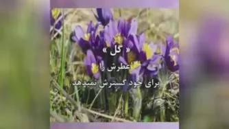 یک حال خوش