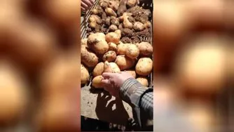 صادرات و واردات میوه جات و صیفی جات با کشور های اروپایی و عربی جهت اطلاعات بیشتر