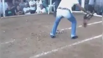 مبارزه خروس ها😱😱😱