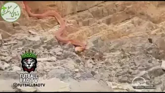 مار 20 متری تو مازندران آمل جاده بلده 😱