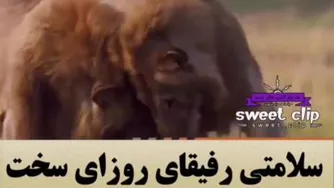 شیر هم که باشی جلو کفتارا کم میاری.
