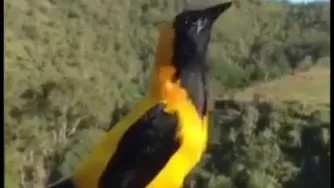 صدای پرندگان
