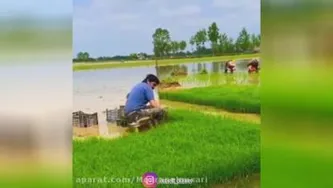 برنج کاری امل زیبا