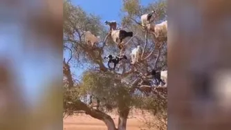 درخت بز 😂