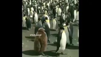سعید وکرونا