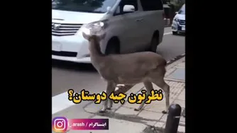 آهو باهوش