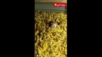 گربه ای ک روزه ست