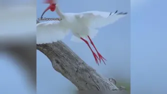 خودت باش