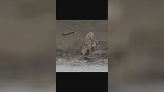 شکار یوزپلنگ
