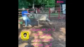 با الاغ دیگه نمیشه شوخی کرد😅