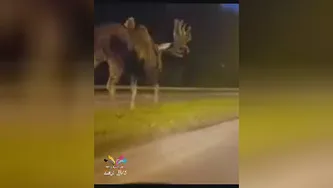 موس آلاسکای . غول پیکر در جاده لسآنجلس