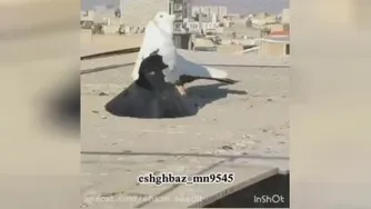یک جفت کبوتر ناز